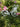Metal Yard, Garden Art, Bicycle Bike With Basket of tulips, Ground Stake